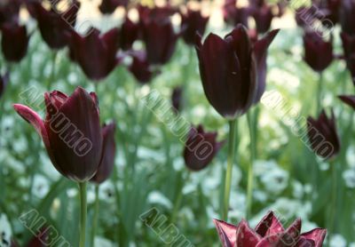 dark, violet, tulips, beauty, nature