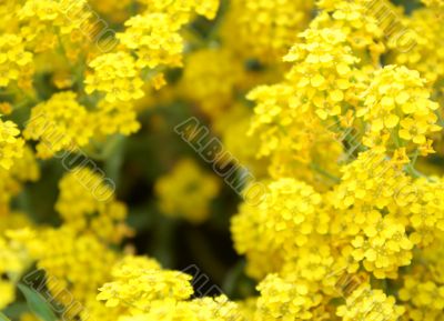 yellow, flowers, garden, border, holiday
