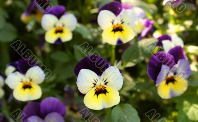 white, violet, flowers, spring, abstract