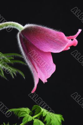 pink pasque flower Pulsatilla on a black background