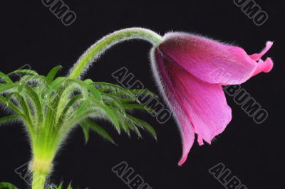 pink pasque flower Pulsatilla 