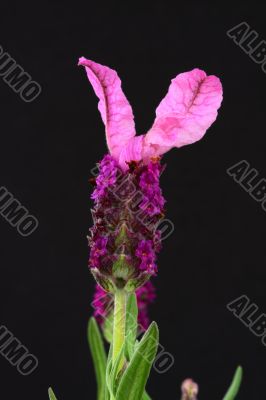 Lavender in bloom