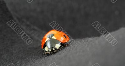 Ladybird