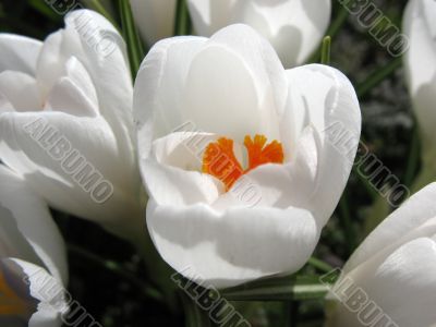  Blooming white crocus. 