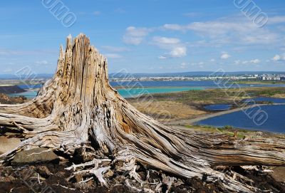 Old stump 