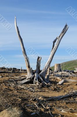 Old stumps