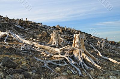 Old stumps