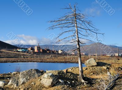 Dead tree