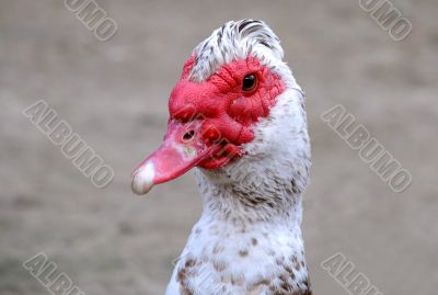Muscovy Duck` Head