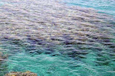 Reef in the Red Sea in Israel Reef in the Red Sea in Israel