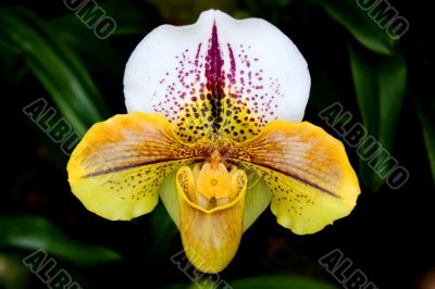 paphiopedilum orchid paphiopedilum orchid