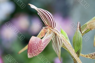 paphiopedilum orchid paphiopedilum orchid