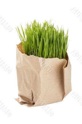 Organic Wheat Grass