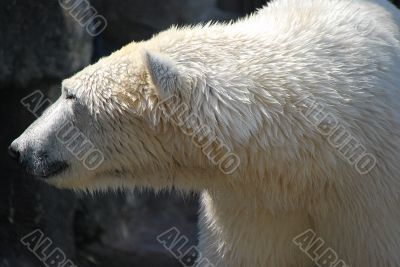 polar bear