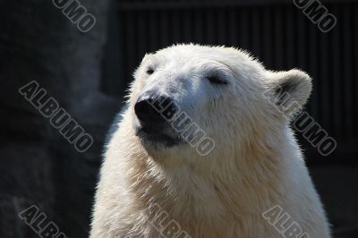 polar bear