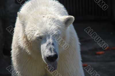 polar bear