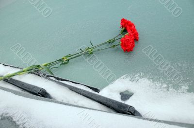 Bunch of Carnations On Car Windshield