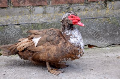 Muscovy Duck