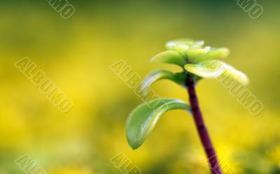 yellow sedum