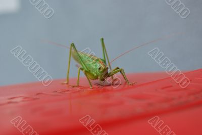 green grasshopper green grasshopper