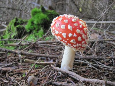 red fly agaric