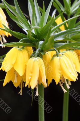 Fritillaria imperialis (Crown Imperial)