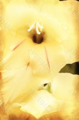 Yellow gladiolus on grunge texture