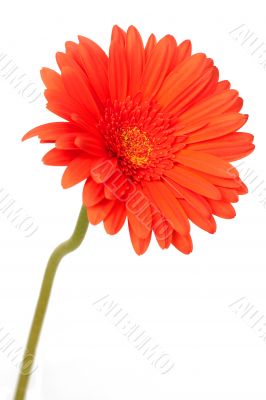 Red gerber daisy on white
