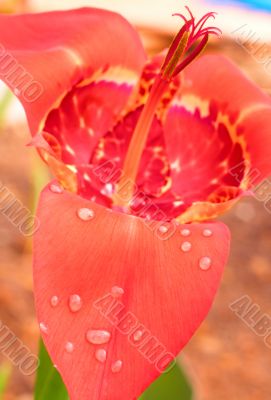 Pink Tigridia pavonia