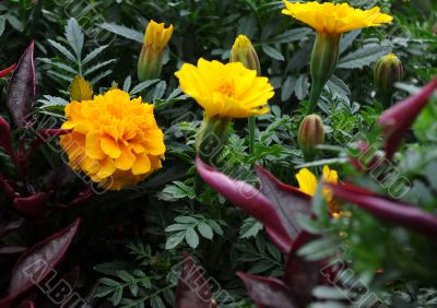 Marigolds on the Flowerbed Marigolds on the Flowerbed