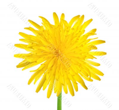 Dandelion close up Dandelion close up