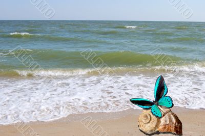 butterfly sits on seashell
