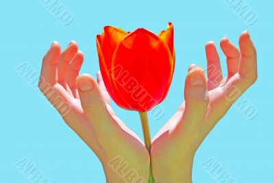  tulip in child hand 