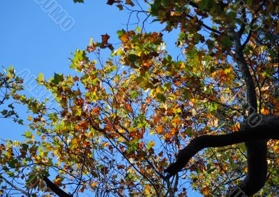 colorful leaves