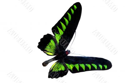 green brilliant butterfly 