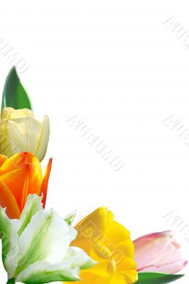  varicoloured tulips 