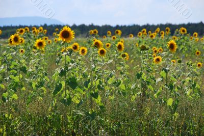 sunflower