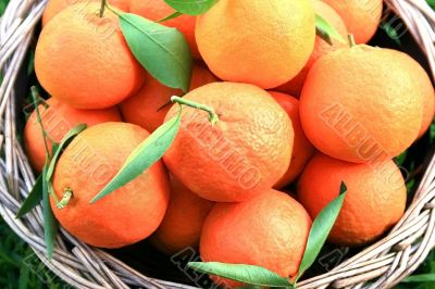 Tangerines