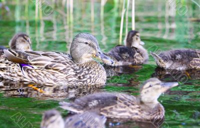 Mallard duck with chicks