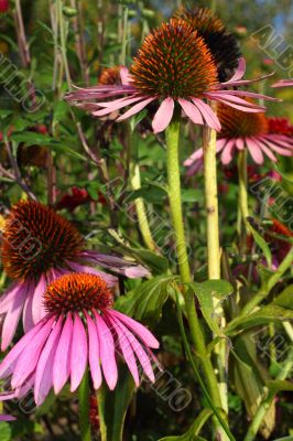 Echinacea purpurea