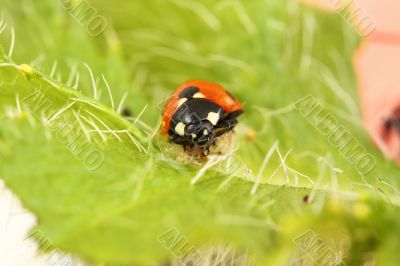 ladybird/ladybug on a bright green poppy leaf