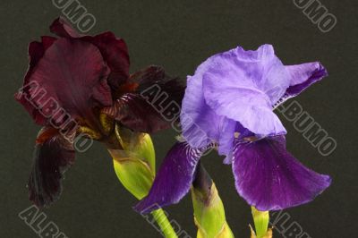 dark and light purple bearded iris 