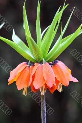 Fritillaria imperialis (Crown Imperial)