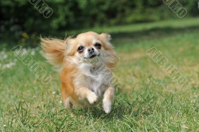 running chihuahua