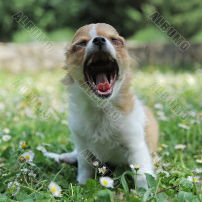 yawning puppy chihuahua