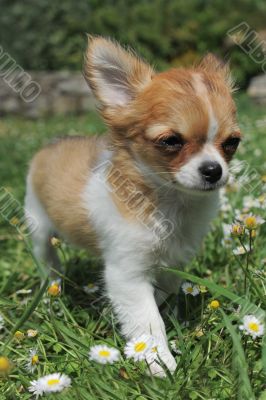 puppy chihuahua