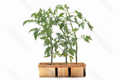 Tomato seedling