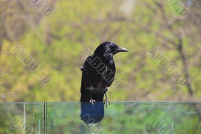 black crow black crow