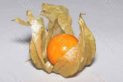 juicy physalis