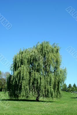 Weeping willow tree